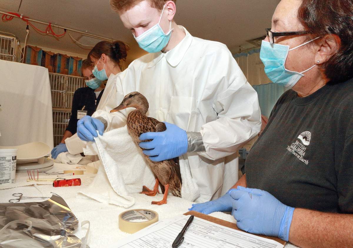 Courtesy of the Wildlife Rescue Association