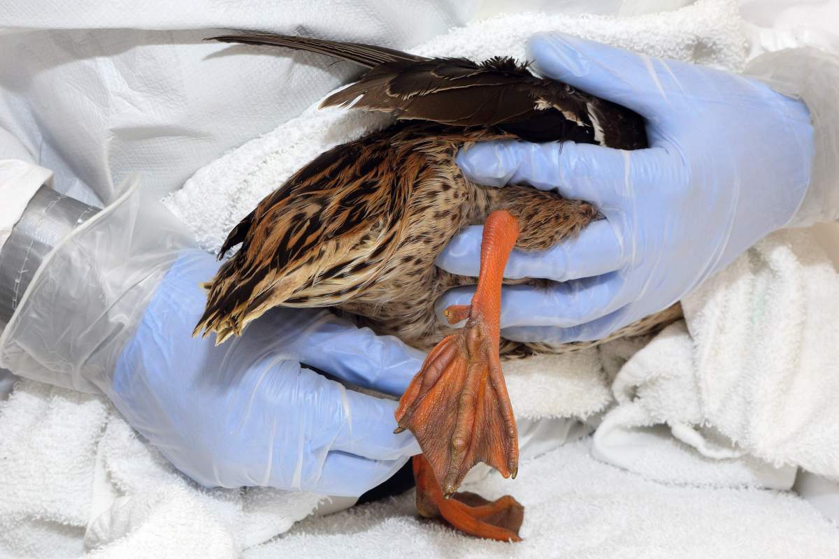 Courtesy of the Wildlife Rescue Association