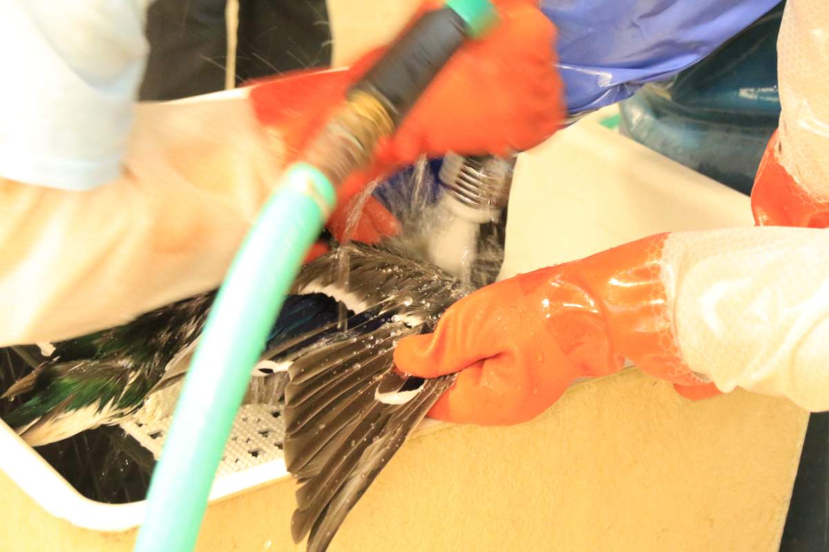 Courtesy of Wildlife Rescue Association.