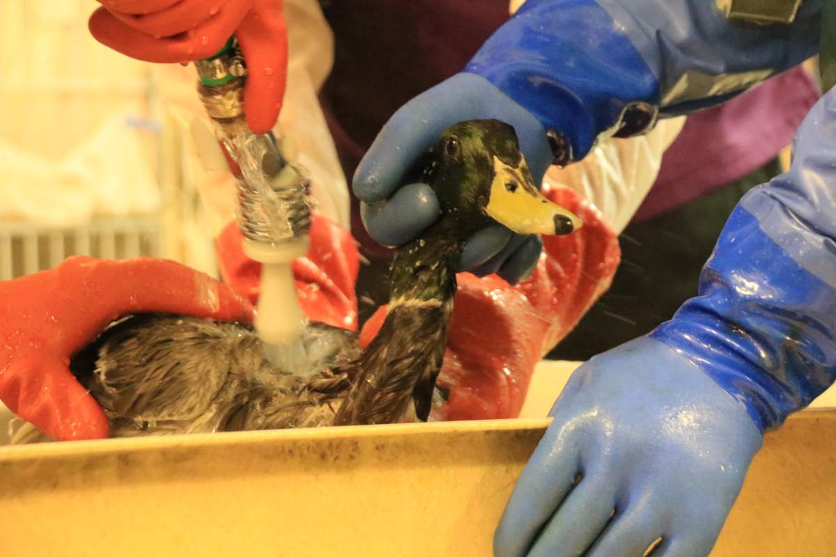 Courtesy of Wildlife Rescue Association.