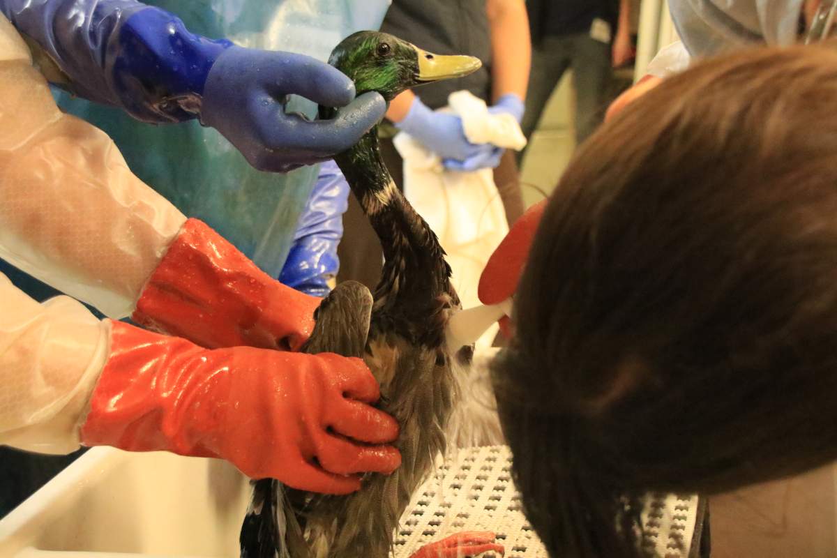 Courtesy of Wildlife Rescue Association.