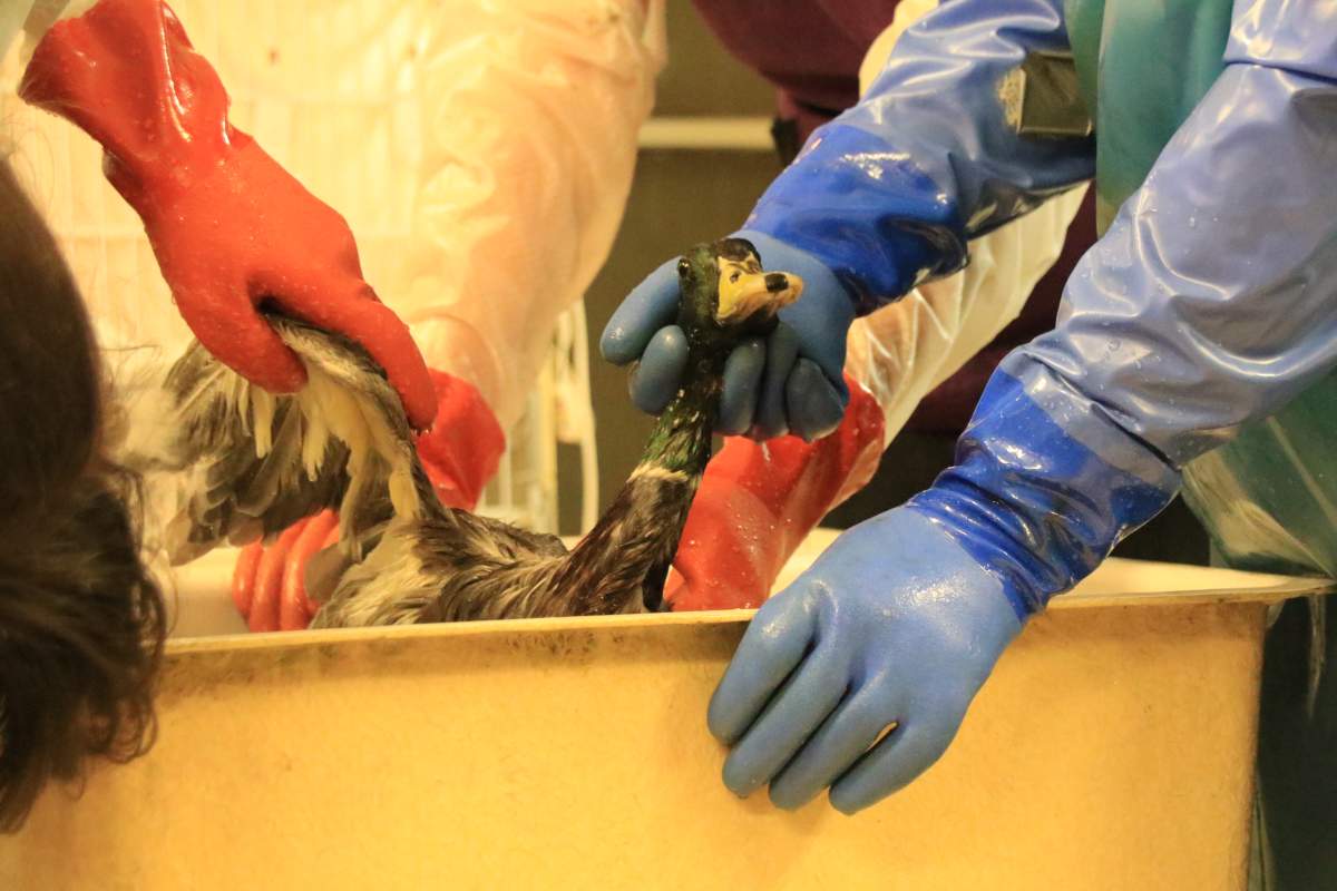 Courtesy of Wildlife Rescue Association.