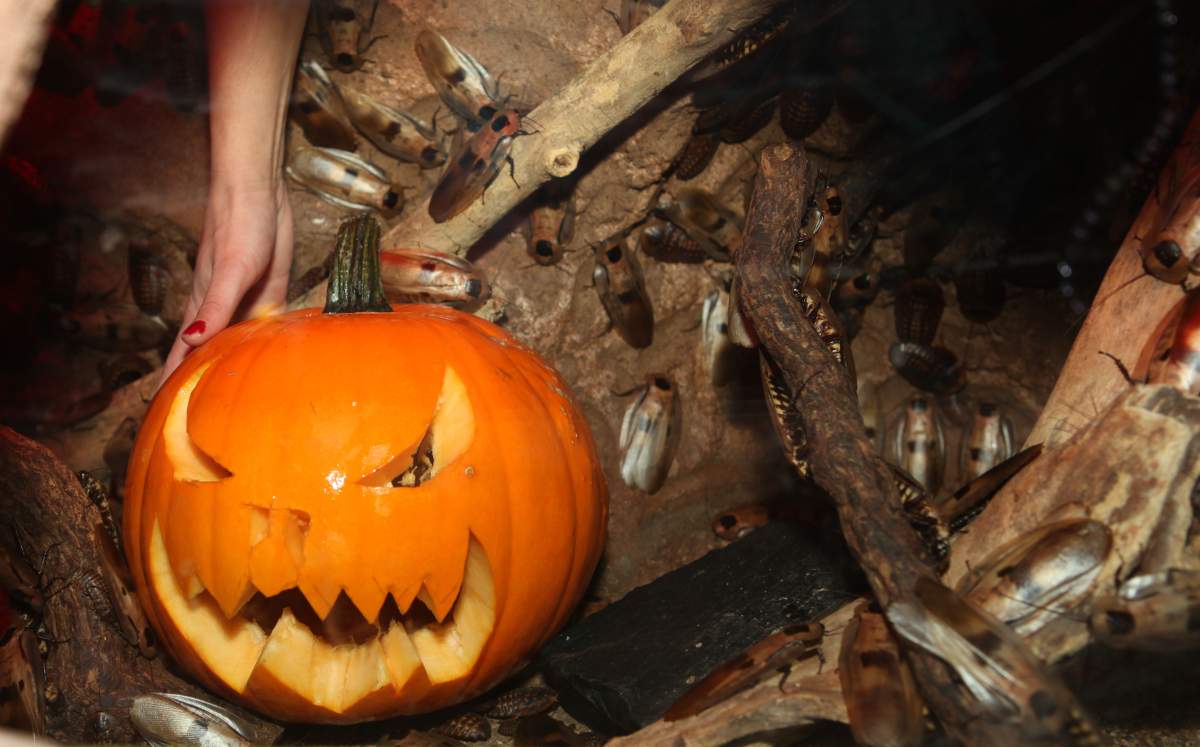 Winnipeg's spooky Halloween tradition is returning after a 9-year hiatus, with COVID-19 pandemic safety measures in place.