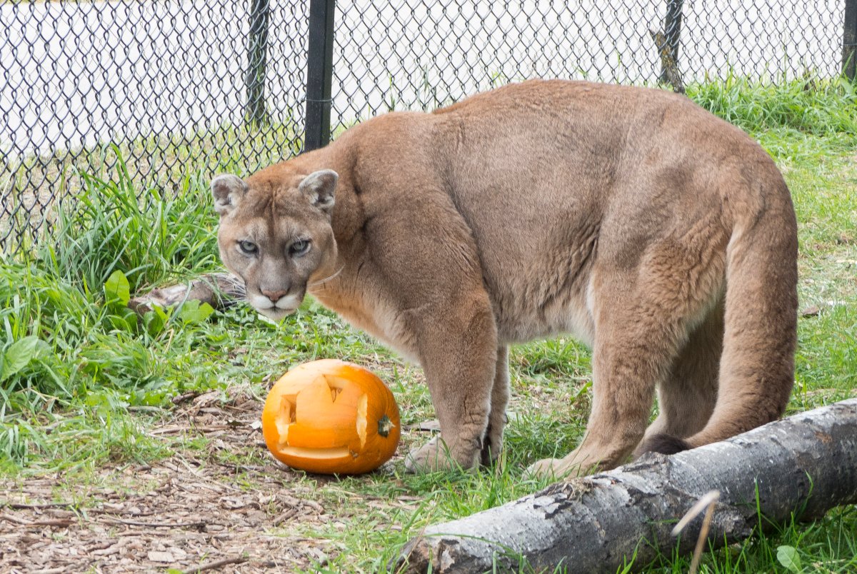 Halloween celebrations kick off at the zoo - image