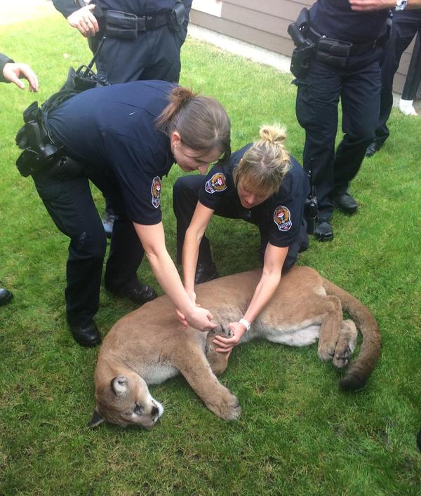 The cougar was tranquilized in downtown Victoria on Monday.
