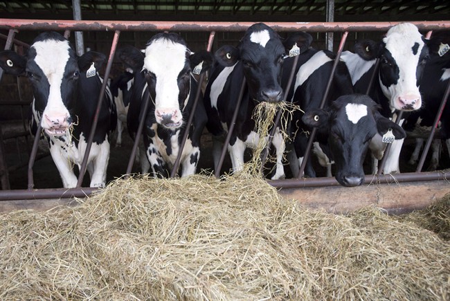 Supply management controls levels of milk production by tying it to Canadian consumer demand and limiting foreign competition through high tariffs. Similar systems also regulate production of cheese, poultry and eggs. Dairy cows are seen at a farm in Danville, Que., on August 11, 2015.