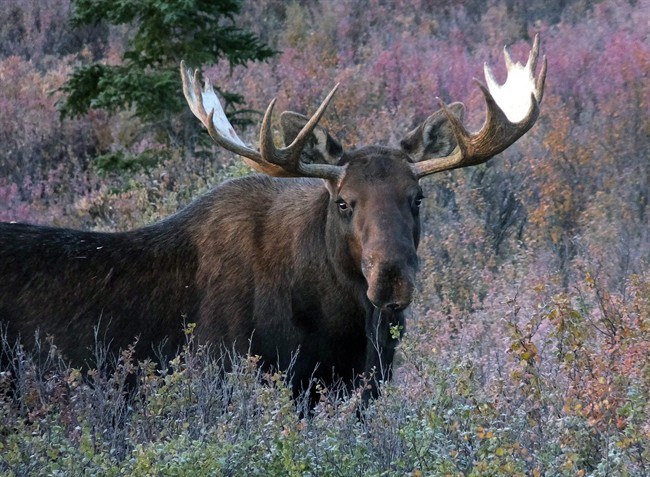 Manitoba government says three man are facing charges of illegally hunting moose near Lake Winnipeg. 