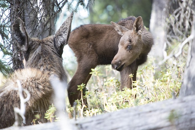 A moose calf and its mother are shown in a handout photo. 