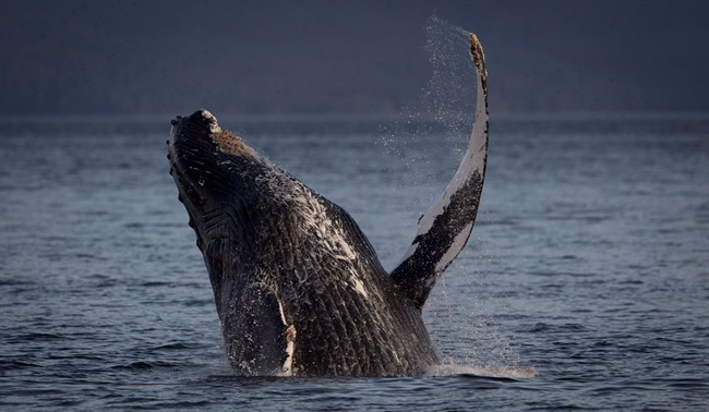 Pipeline panel didn’t consider whales: lawyer - image