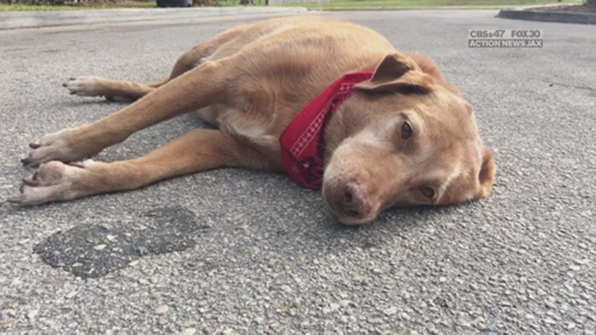Dog waits by owner’s side after she is killed in hit-and-run - National ...