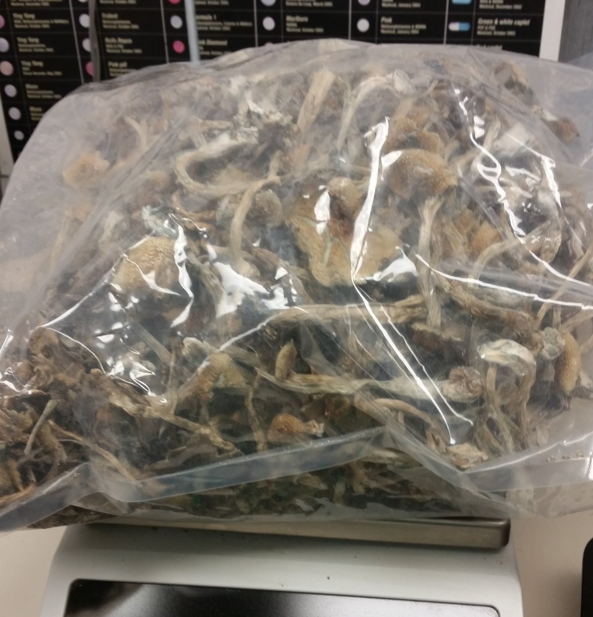 FILE: A bag of magic mushrooms is shown in this file photo.