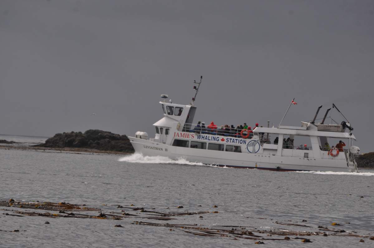 A photo of the Leviathan II, a 65-foot cruiser vessel in Tofino, which sank on October 25, 2015.