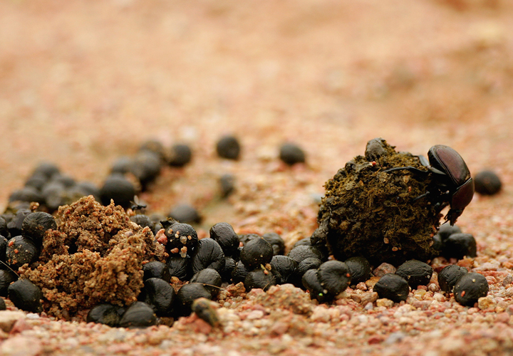 A dung beetle pushes a ball of dung. Or IS it dung? .