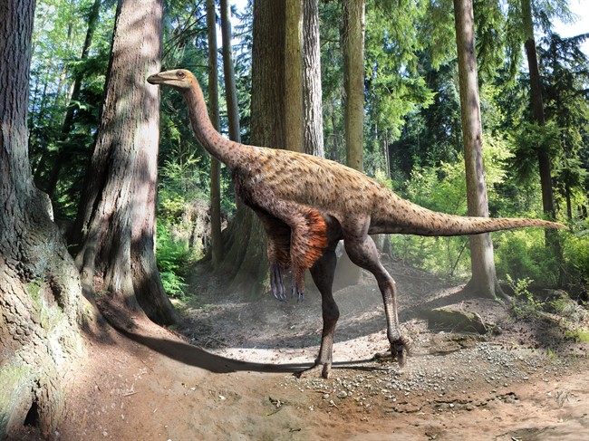 A painting of an ornithomimus or feathered dinosaur is shown in a handout photo. A University of Alberta dinosaur researcher has revealed the first fossils of a feathered dinosaur found in North America. 