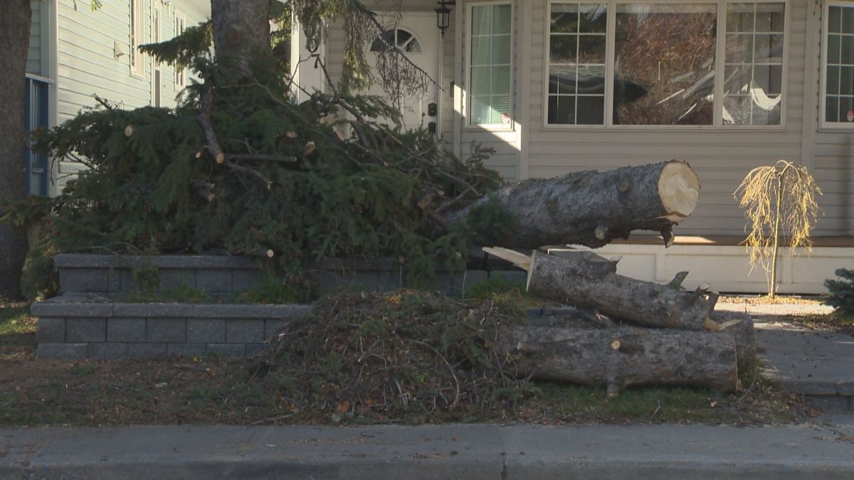 Fallen tree in northwest Calgary blocks the entrance to one home .