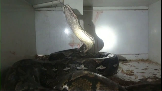 'The snake is wrapped around his neck': Kentucky pet store owner attacked  by 20-foot python - National | Globalnews.ca