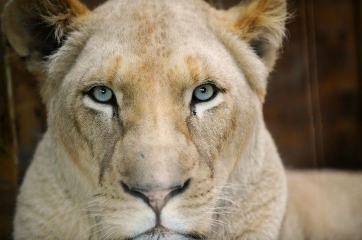 A white lioness is pictured at the zoological park of the eastern French city of Amneville on April 17, 2015.  (File photo).