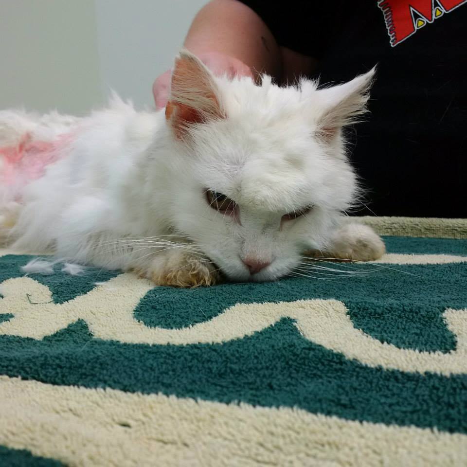 This photo  of Fuzz was taken in September. 