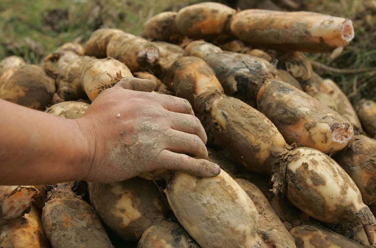 5 unusual root vegetables you probably haven’t heard of - image