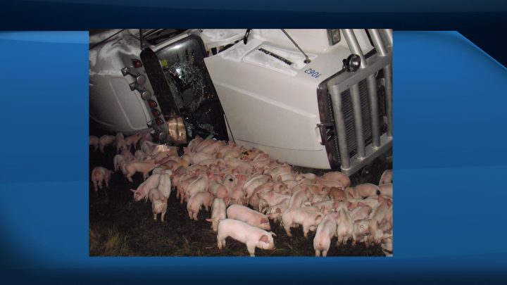 The semi unit carrying two-week-old pigs swerved to avoid a moose, causing the truck to lose control and roll onto its side in the ditch.