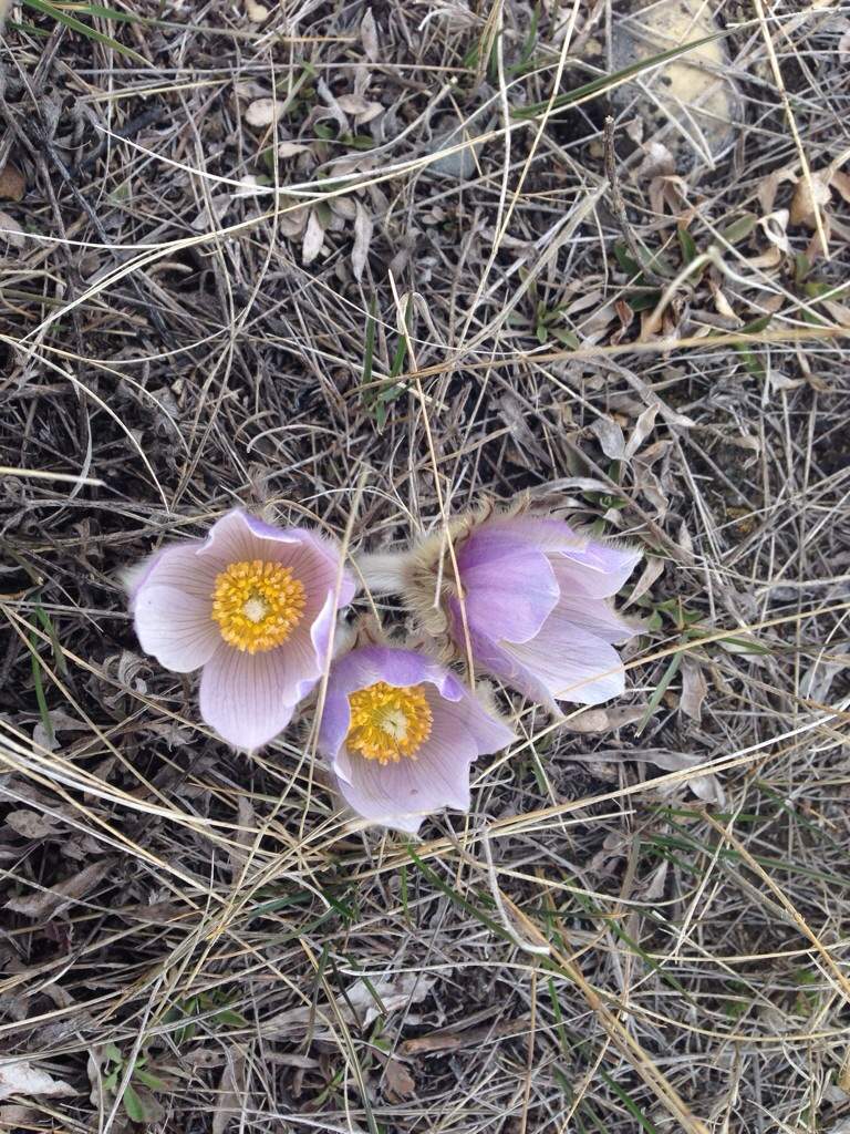 A native Saskatchewan crocus grows near a farm outside Indian Head. 