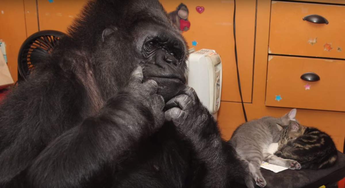 Koko signs the word “cat.”