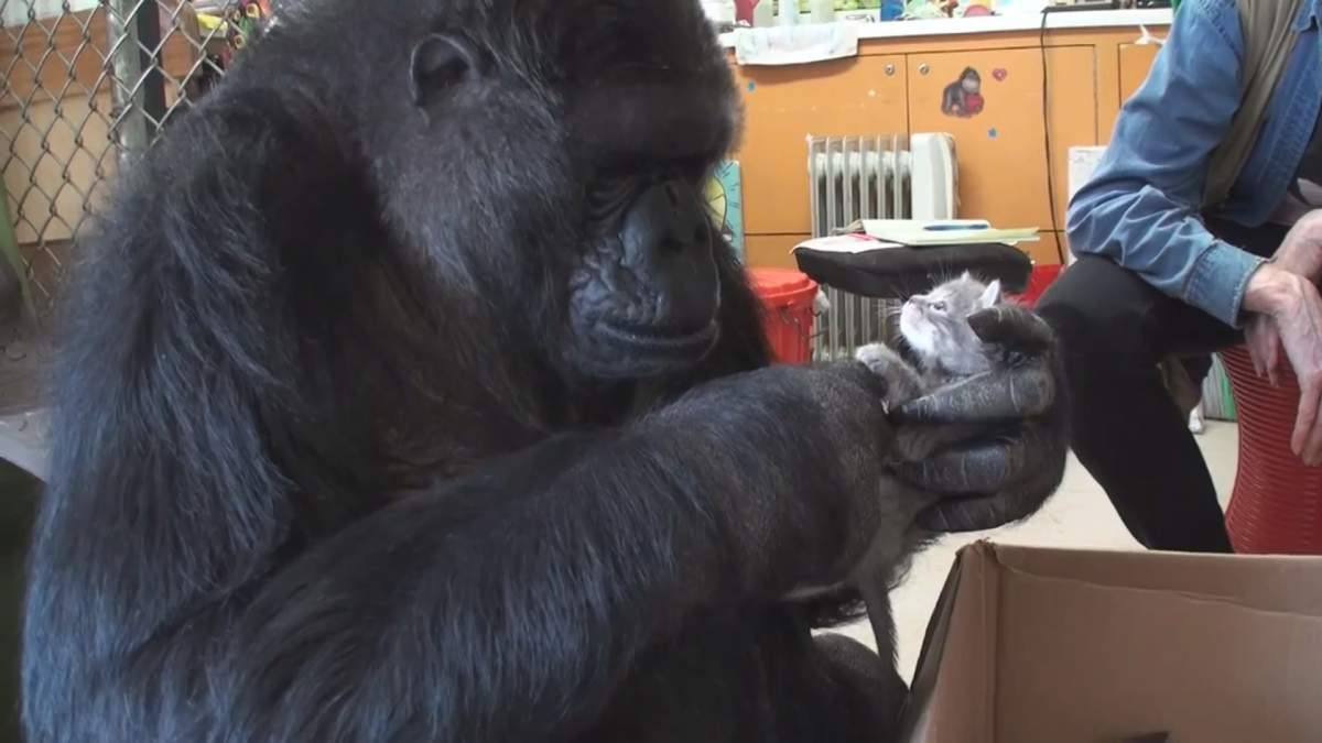 WATCH: Koko the gorilla adopts two kittens into her family - image