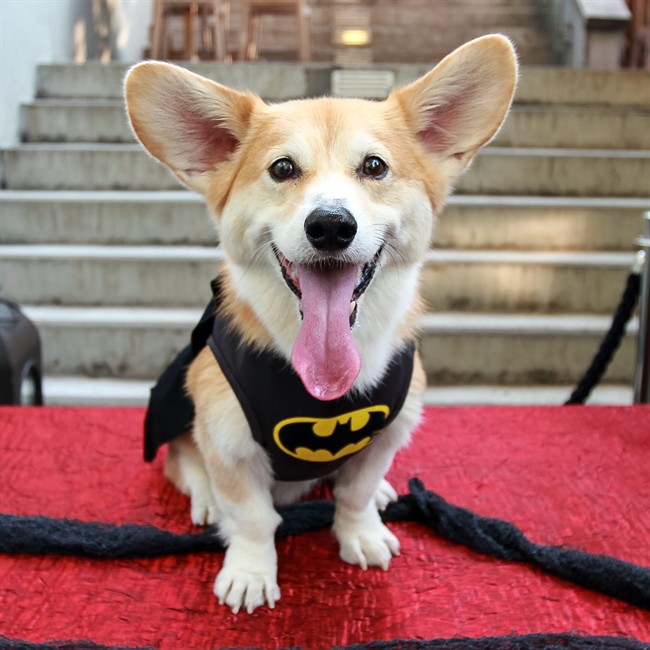 This Sept. 2, 2015 photo provided by Marc Dalangin shows his Welsh corgi, Wally, dressed in a Batman costume for Halloween in New York. Wally has dressed as a banana, a dinosaur, Michael Jackson and Elvis. He doesn’t go out anymore. People come to see him instead, or visit him on Instagram, with 63,000 followers, and Facebook, with 12,000 followers. 