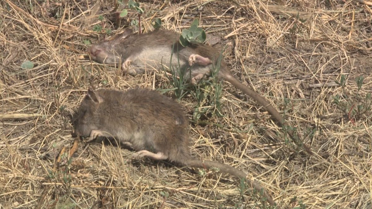 Rats were found at a Medicine Hat landfill in 2012 and 2014.