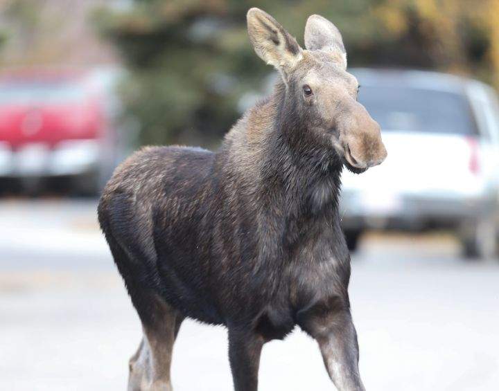 Moose Oakridge