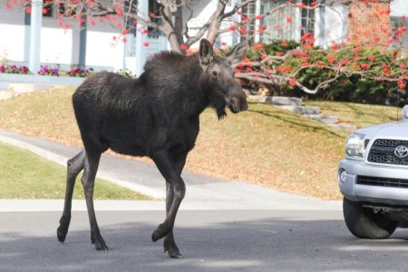 PHOTOS: Moose runs through Calgary’s Oakridge community - Calgary ...