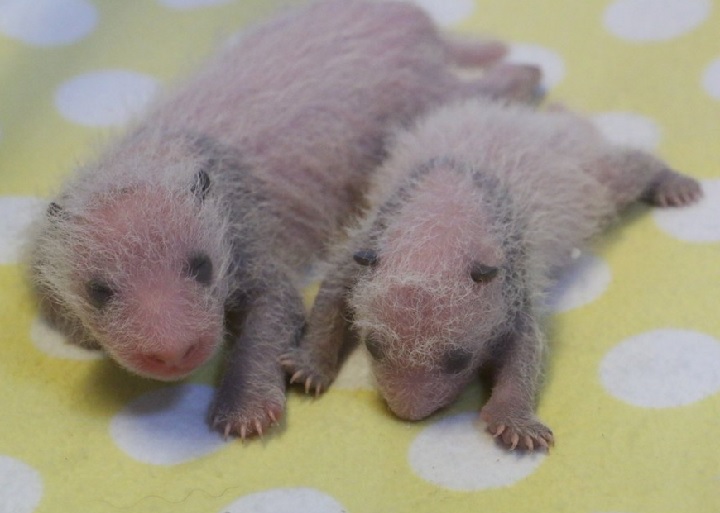 The Toronto Zoo's twin baby pandas are starting to develop black and white markings.
