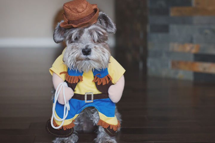 PHOTOS: Your cutest costumed pets - image