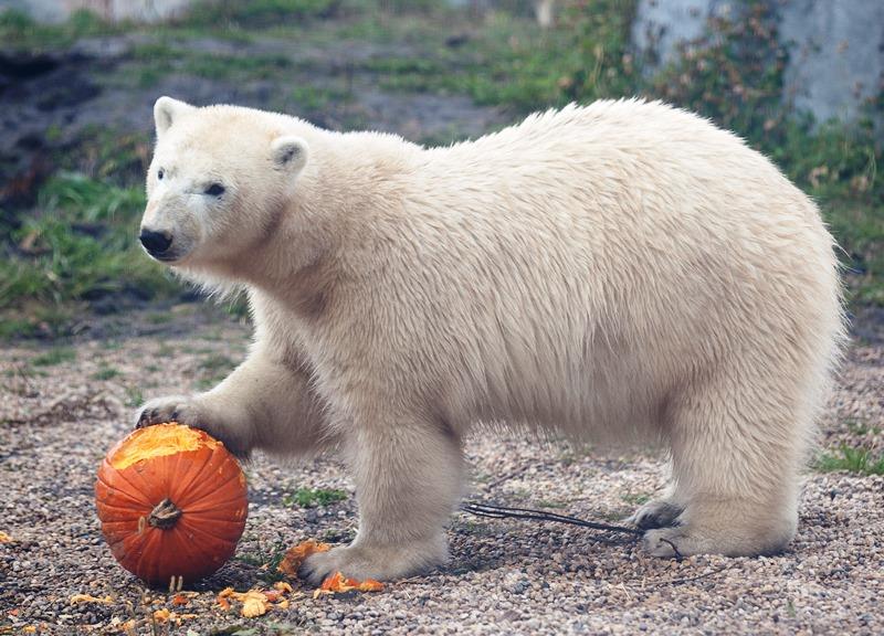 Thanksgiving Fall Festival at Assiniboine Park Zoo starts Friday. 