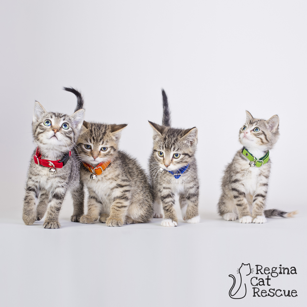 Meet Justin, Thomas, Stephen and Elizabeth - kittens with a favourite political party from Regina Cat Rescue.