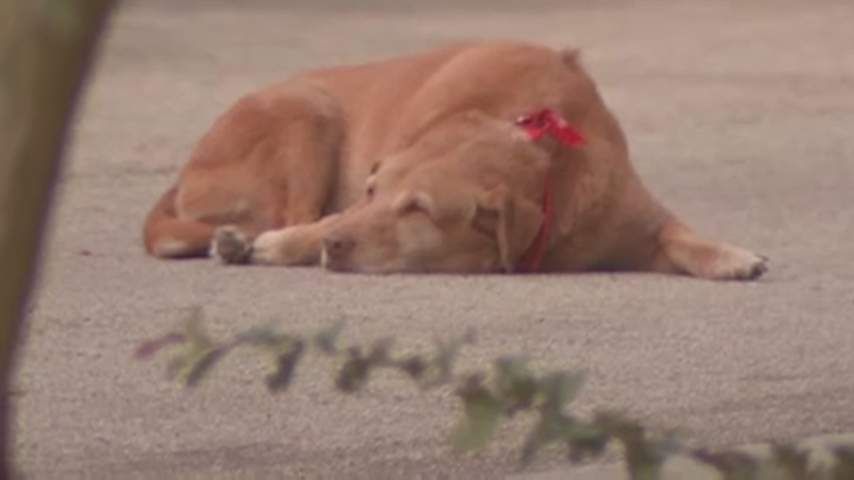 Dog waits by owner’s side after she is killed in hit-and-run - National ...