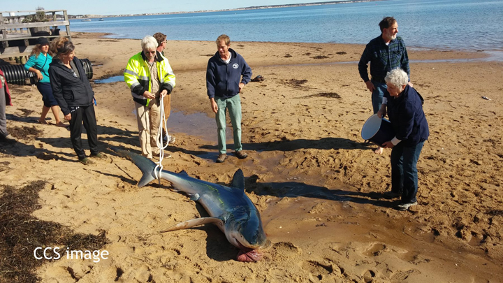 Rescuers tend to a shark that regurgitated its stomach after being stranded on a beach in Massachusetts. 