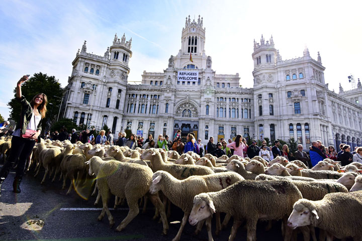 Sheep are led past city hall of Madrid on October 25, 2015.