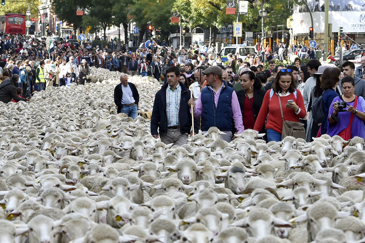A big flock of sheep is led by the centre of Madrid on October 25, 2015. 
