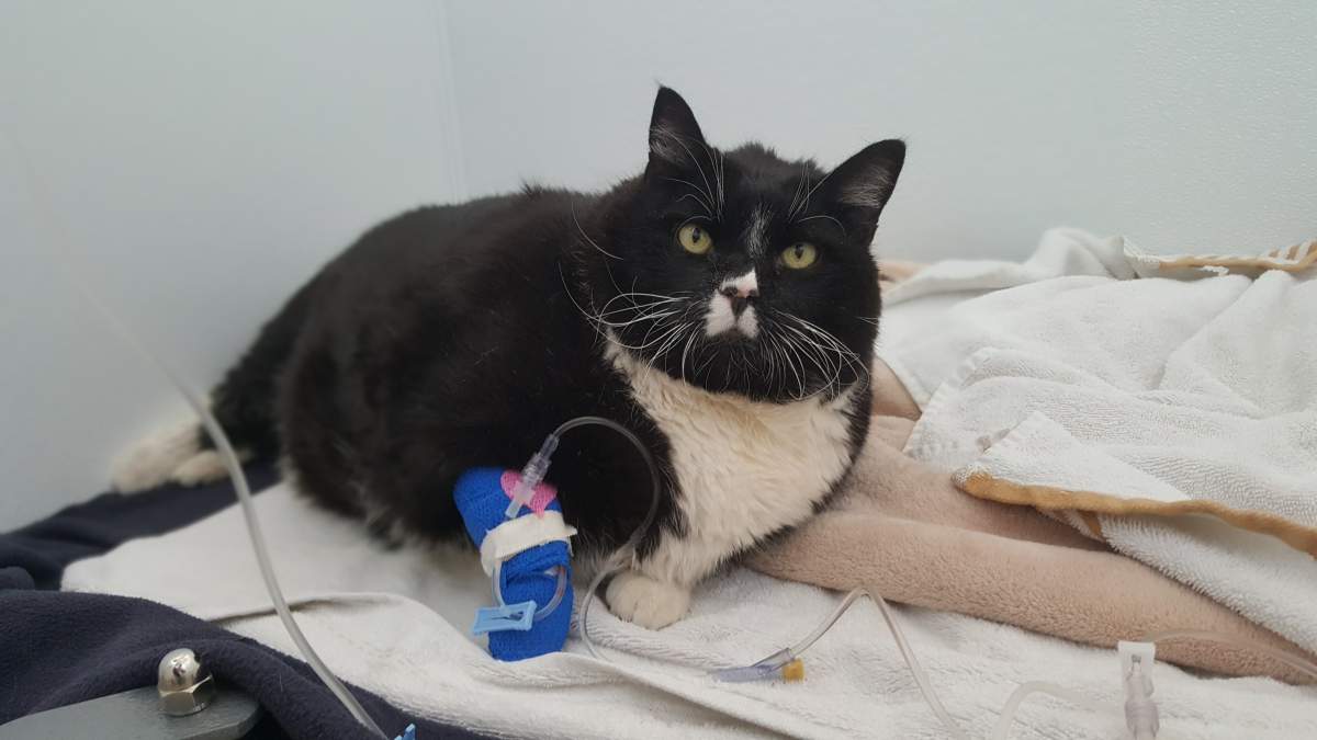 Tina the Cat, weighing in at a whopping 38 lbs, is now under a strict diet and exercise regimen. 