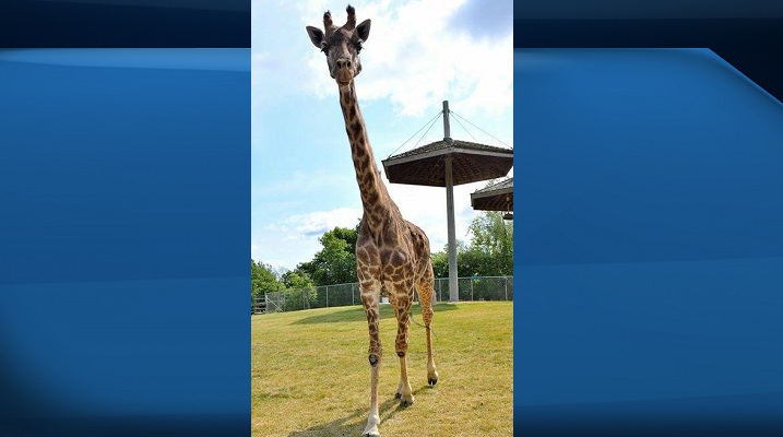 Twiga, 25-year-old giraffe, dies at Toronto Zoo - Toronto