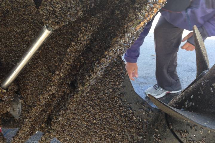 After four months in the water in Gimli, Man., a boat is completely covered in zebra mussels. The battle to keep zebra and quagga mussels out of Saskatchewan waters has been successful so far, but the province wants people to remain diligent.