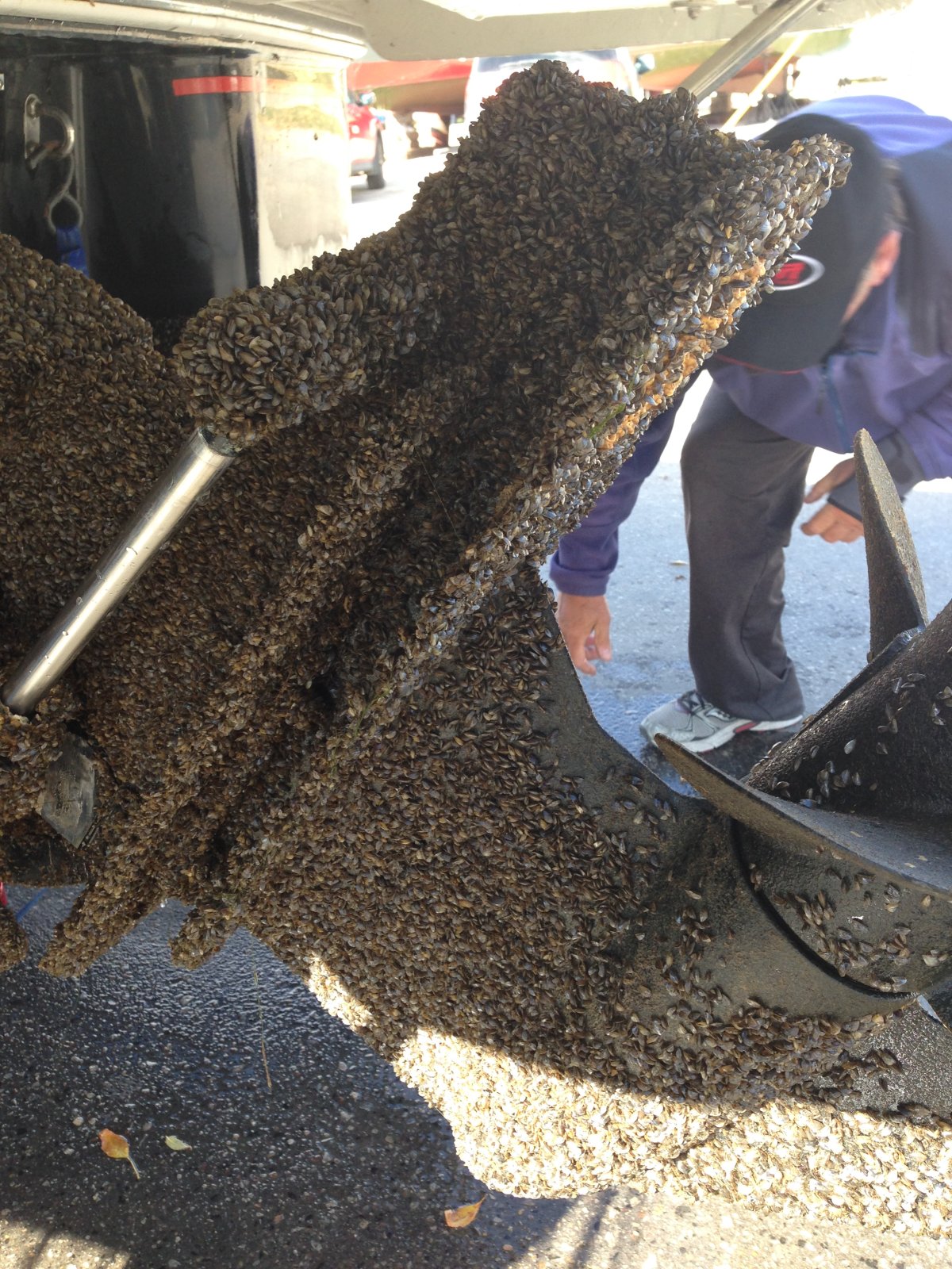 After 4 months in the water in Gimli, a boat is completely covered in zebra mussels.