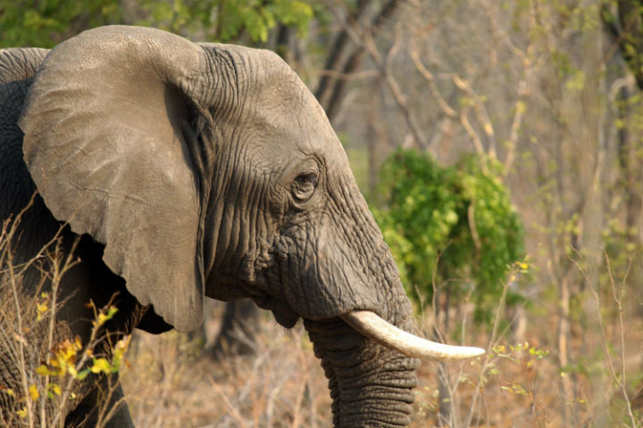 In this photo taken on Thursday, Oct. 1, 2015, an elephant is seen in Hwange National Park, about 700 kilometres south west of Harare. (File photo).