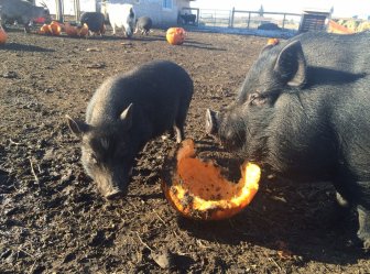 Farm Animal Rescue and Rehoming Movement | News, Videos & Articles