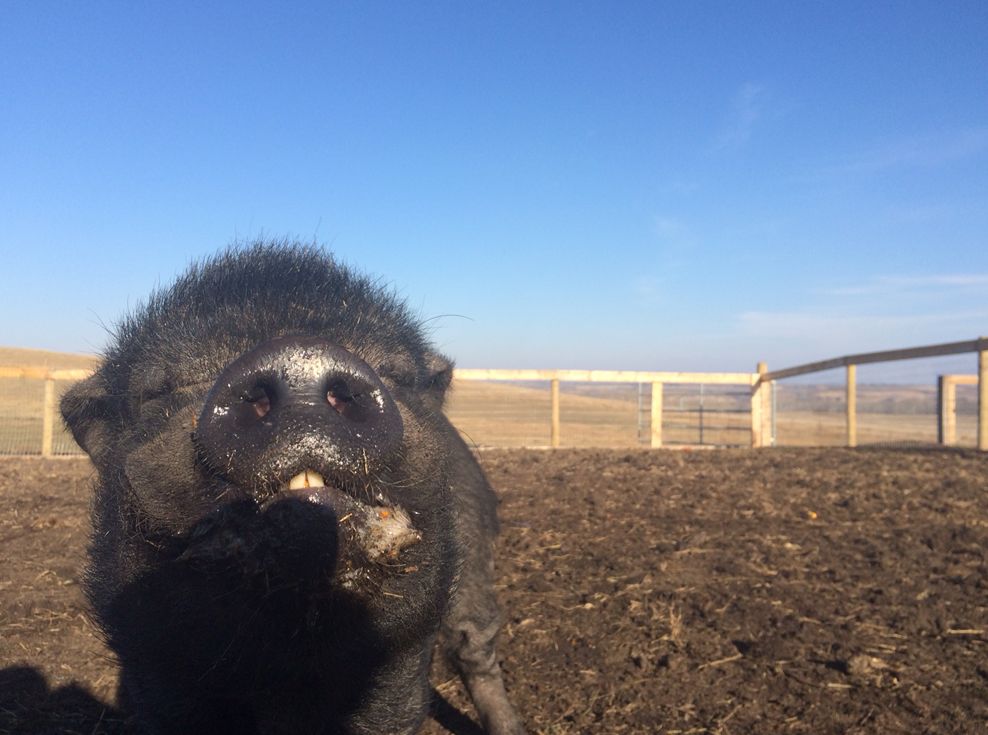 The Farm Animal Rescue & Rehoming Movement (FARRM, for short) is offering to take people’s leftover pumpkins.