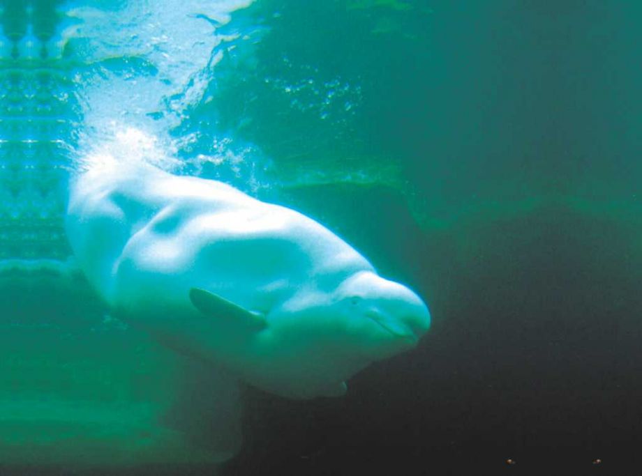Imaq, a 27-year-old beluga in SeaWorld San Antonio on loan from the Vancouver Aquarium, has had  another offspring pass away. 