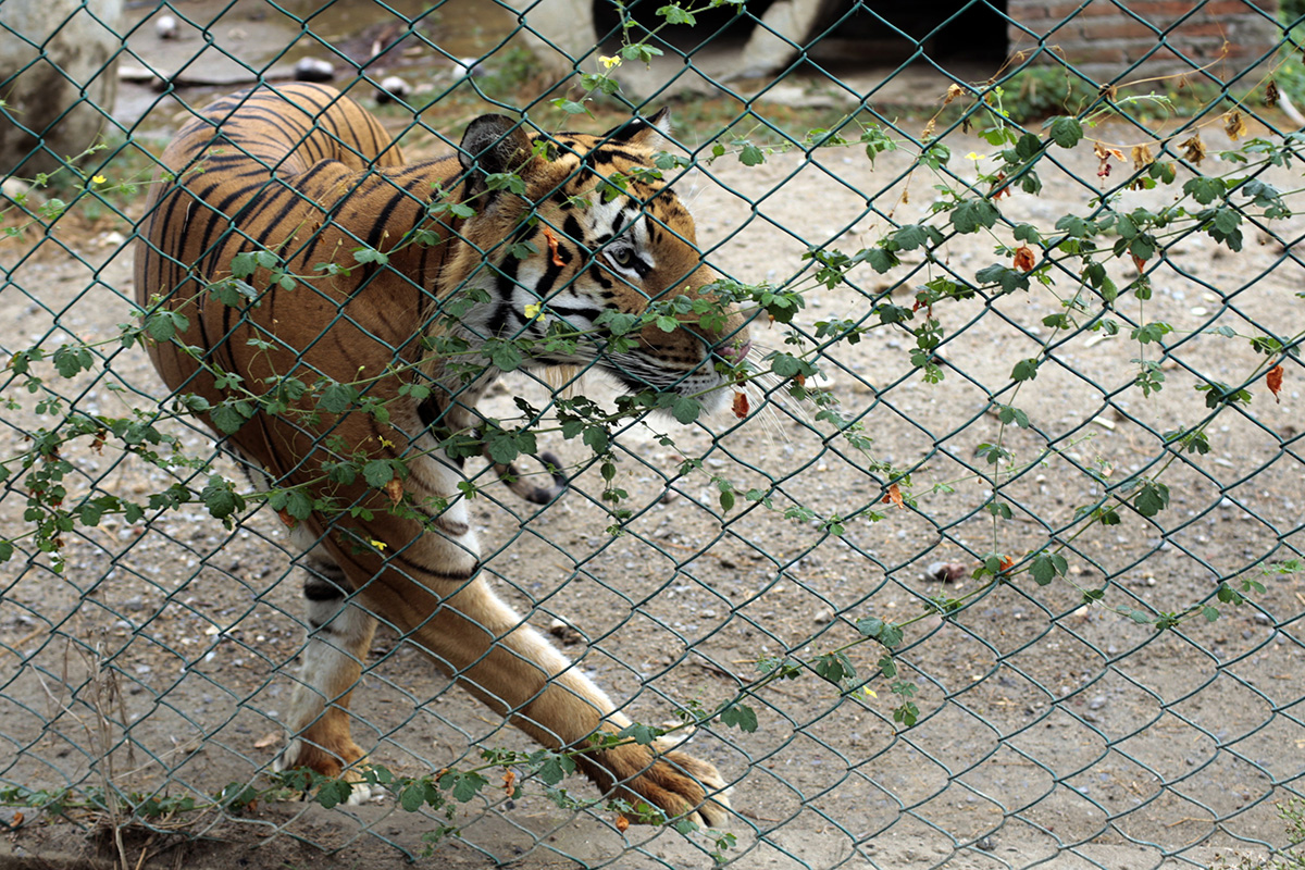 Picture taken on May 29, 2015 of tiger Ankor, who escaped from a cage of Paradise of Mangroves unit of environmental management (UMA) In Coyuca de Benitez, Guerrero state, Mexico on October 27, 2015. 