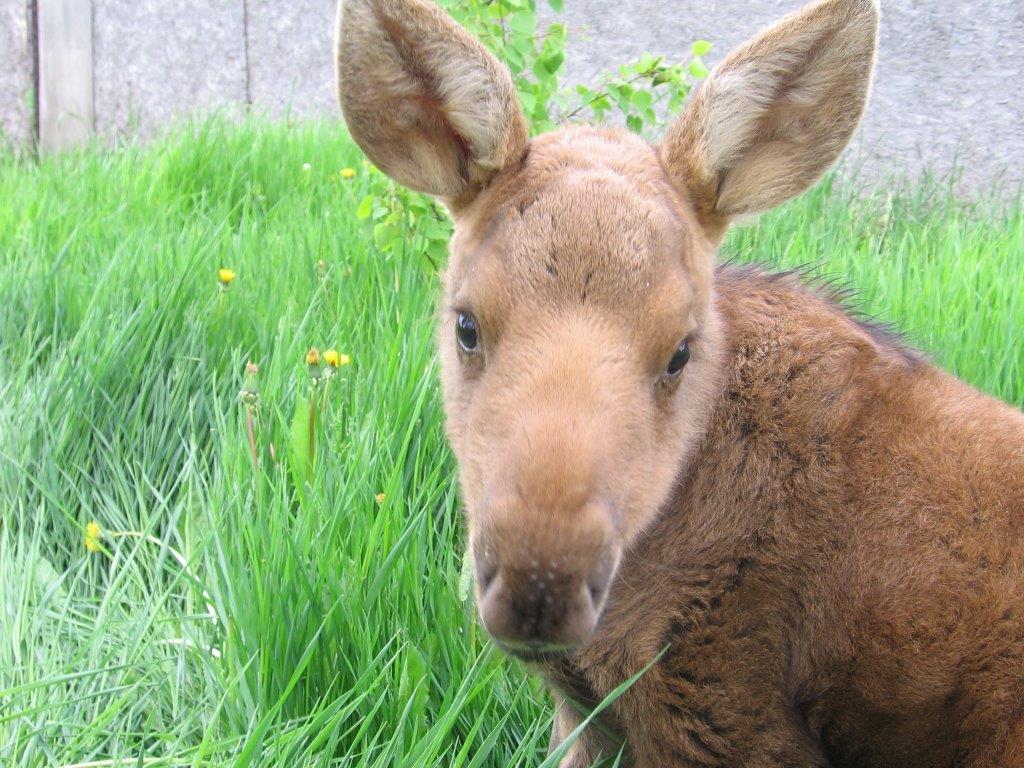 On Oct. 17, 2018, Ralph Rende from Kilworthy, Gennaro Genovese from Toronto and Anthony Pansino from New Lowell, were moose hunting in the area of Silver Dollar, Ont., court has heard.