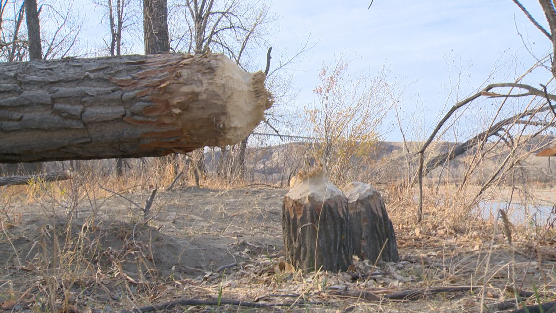 Busy beavers working to beat winter - Lethbridge | Globalnews.ca
